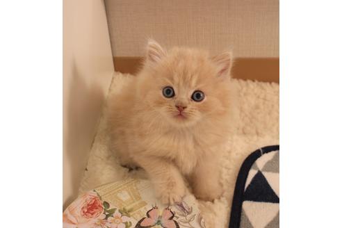 成約済の大阪府のセルカークレックス-7254の1枚目